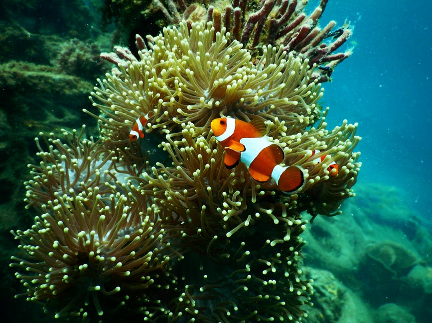 水下红-丑小丑鱼