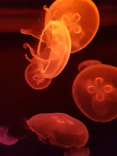 Orange Jellyfishes摄影