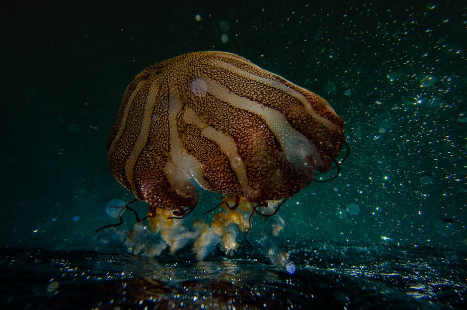 海葵摄影