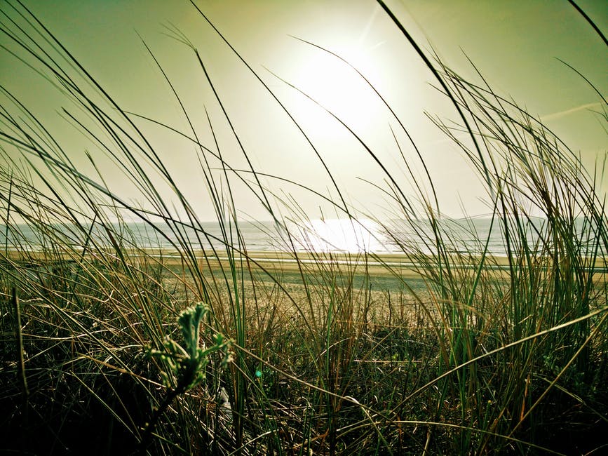 阳光下海滩附近的青草