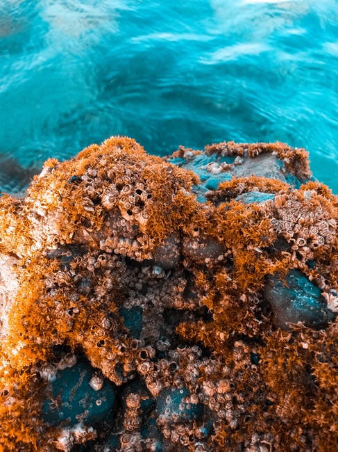 褐珊瑚