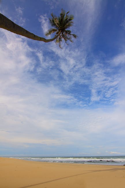 椰树在蓝天白云下漂浮在沙滩上