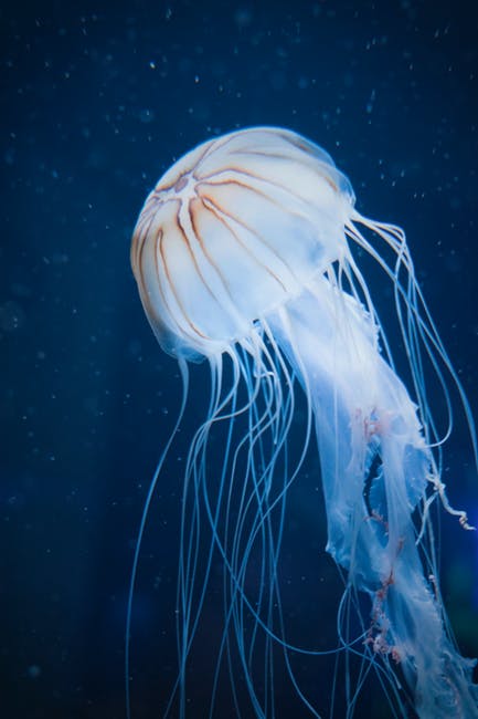 White Jellyfish合影