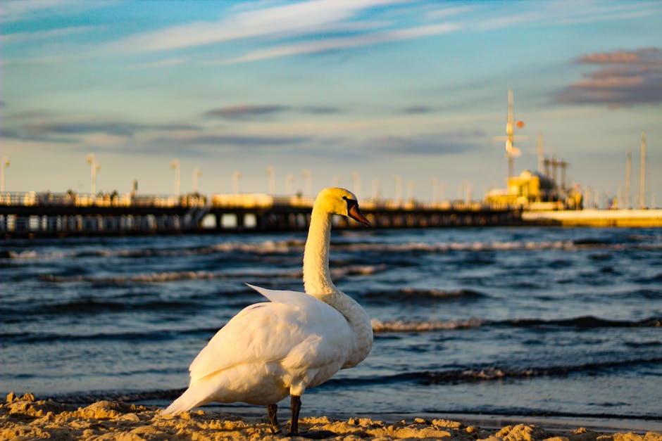 海前白鸭子选择性聚焦照片