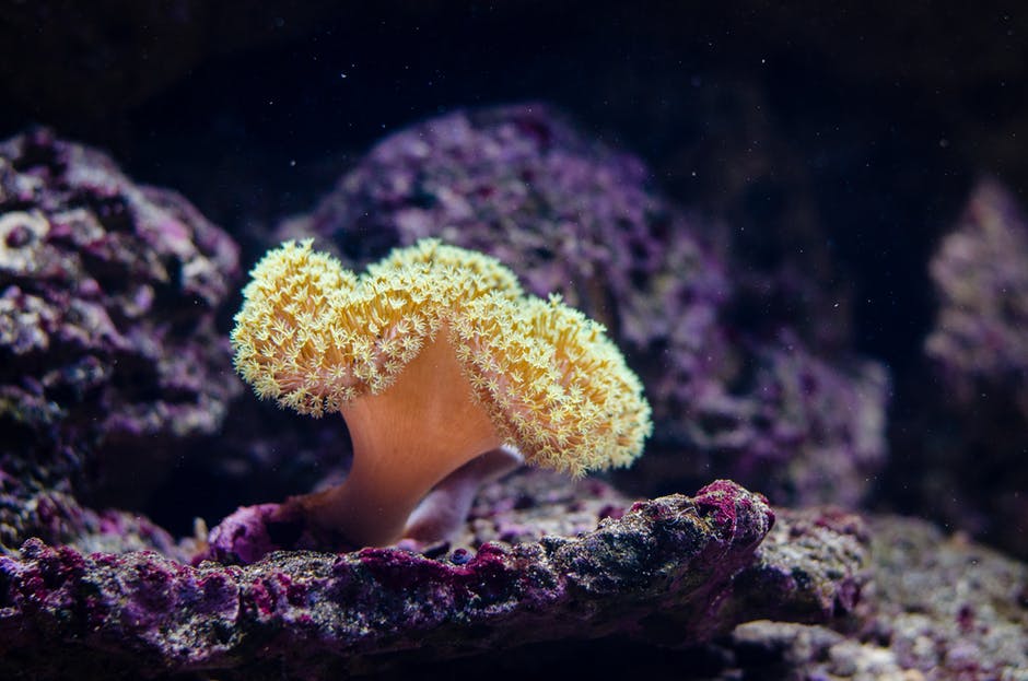 珊瑚礁特写摄影