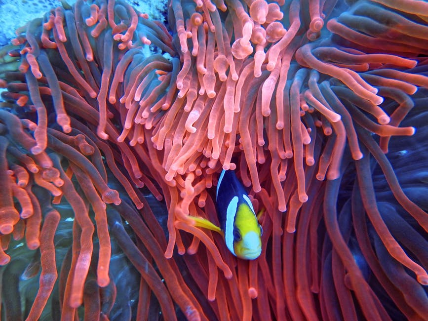 珊瑚上的鱼照片