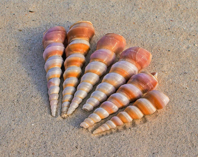 白天在沙滩上6只白色和棕色的贝壳