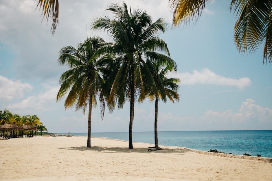 白天椰子树在海滩上