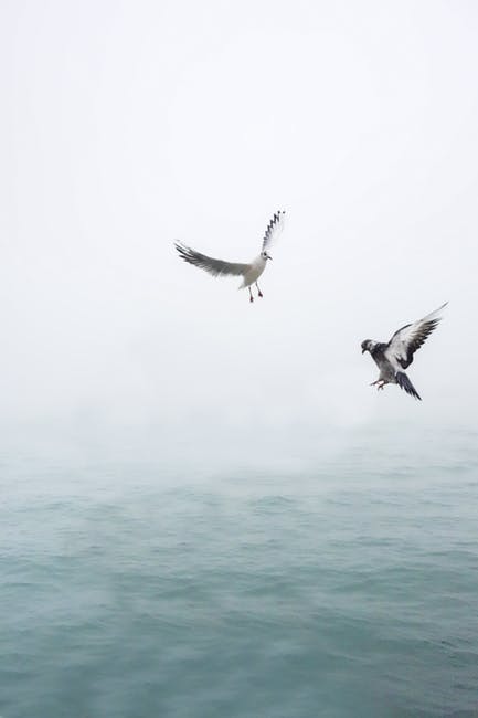 鸽子和海鸥在水面上飞翔