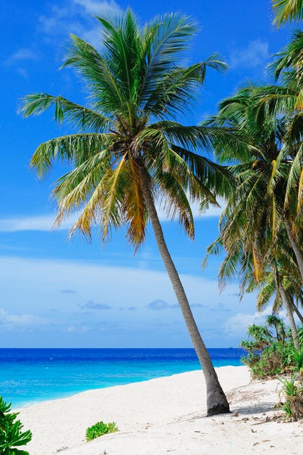 海滩-椰子树-椰子高清照片