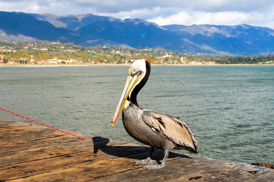 动物-鸟类-海湾高清照片