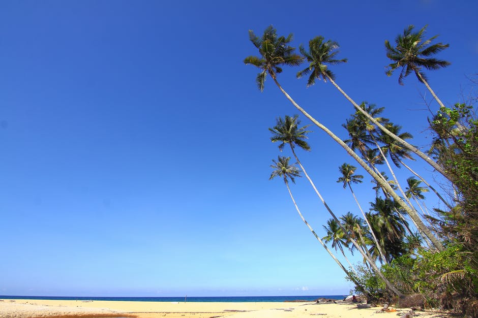 海滩-蓝天椰子树高清照片