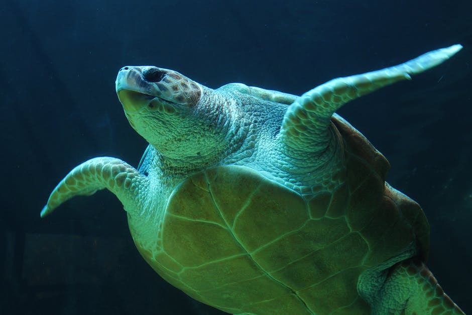海洋生物-海龟-海龟高清照片