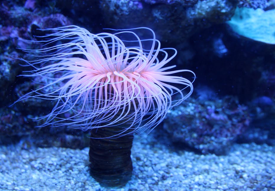 银莲花-动物-珊瑚虫高清照片