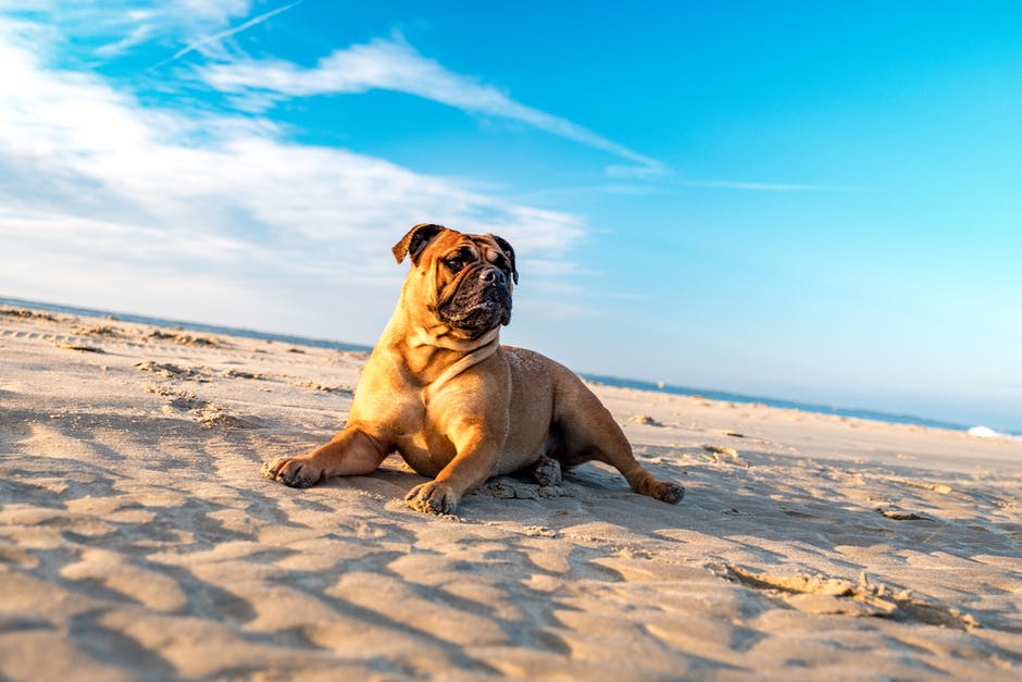 高清动物图片-海滩-斗牛犬