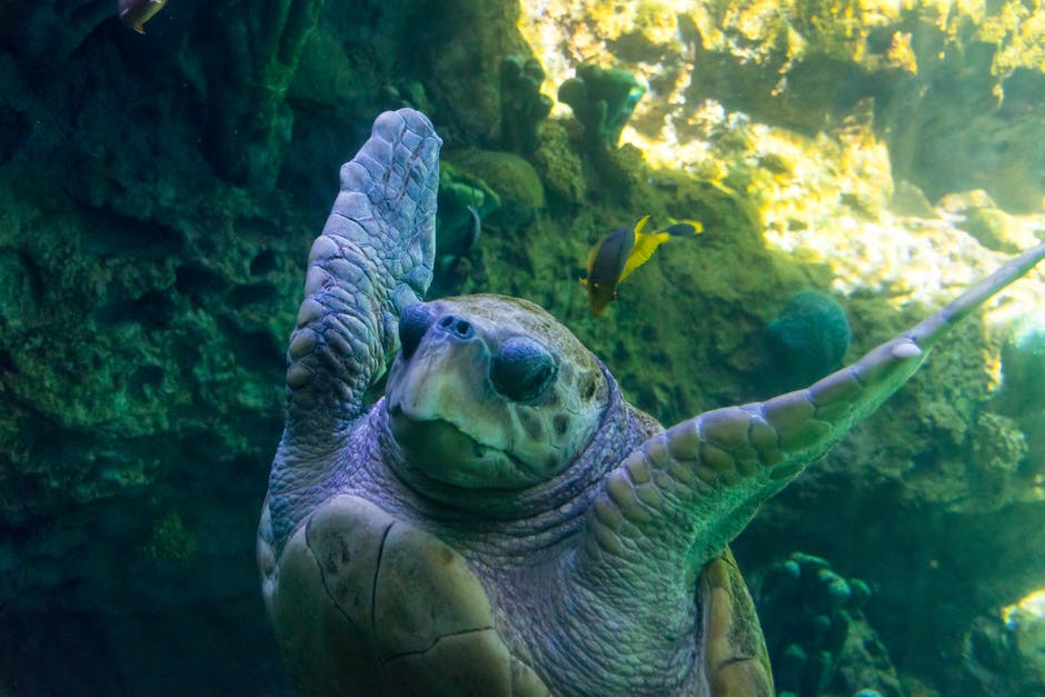 海龟水下