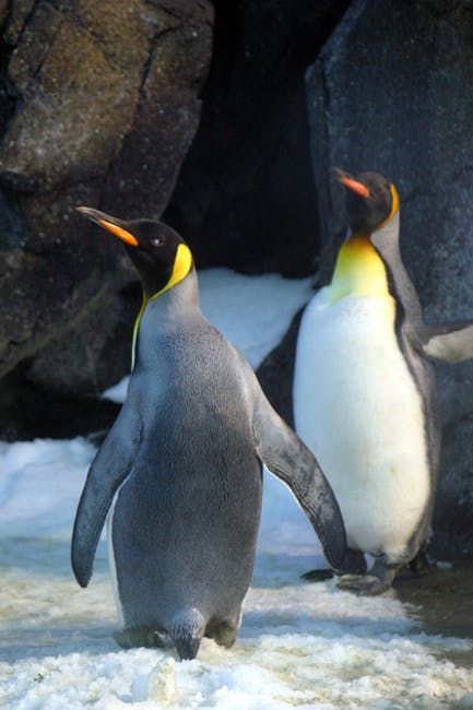 两个企鹅的特写照片