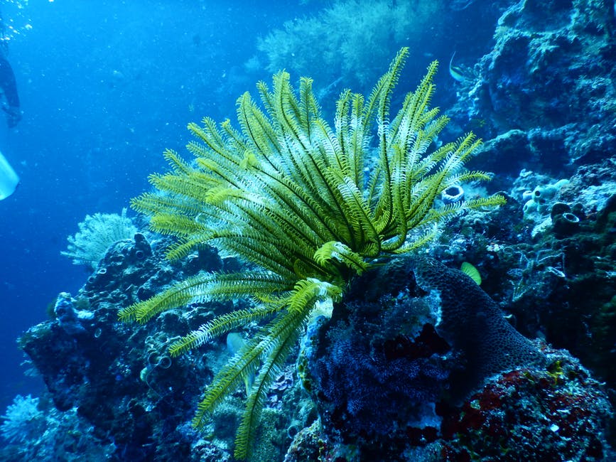 水下绿色珊瑚礁
