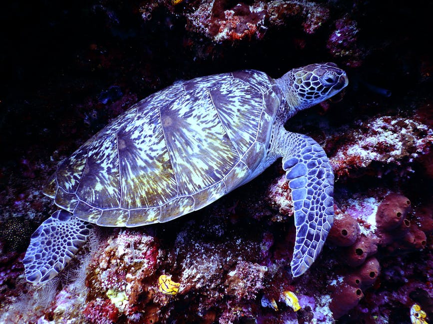 褐海龟的水下摄影