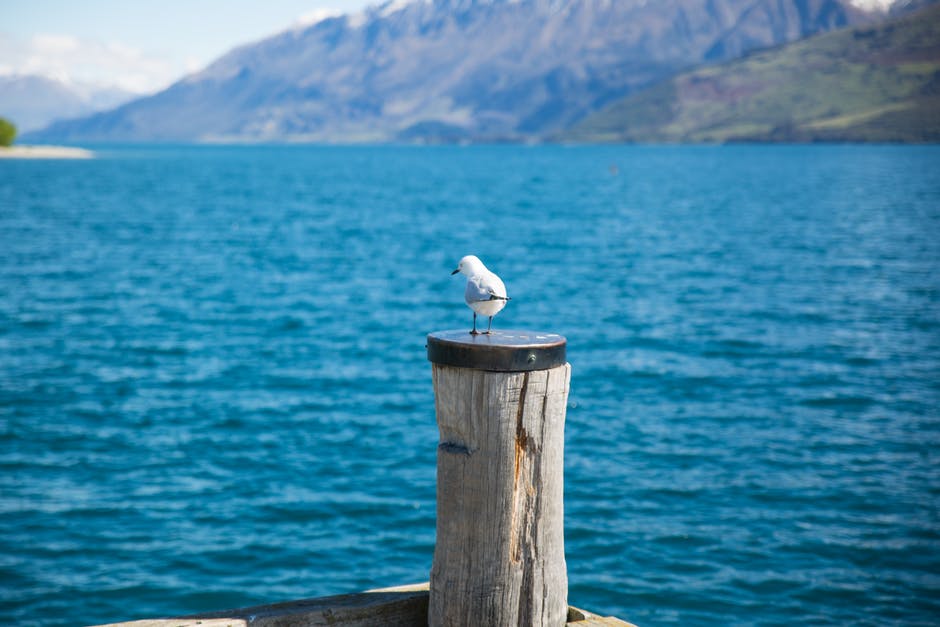 水体前方棕色褐杆顶部白鸥的景深摄影