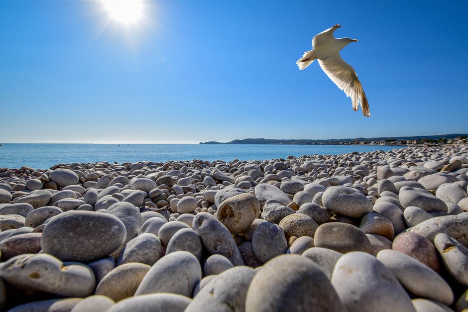 海鸥在Beach鹅卵石场上翱翔