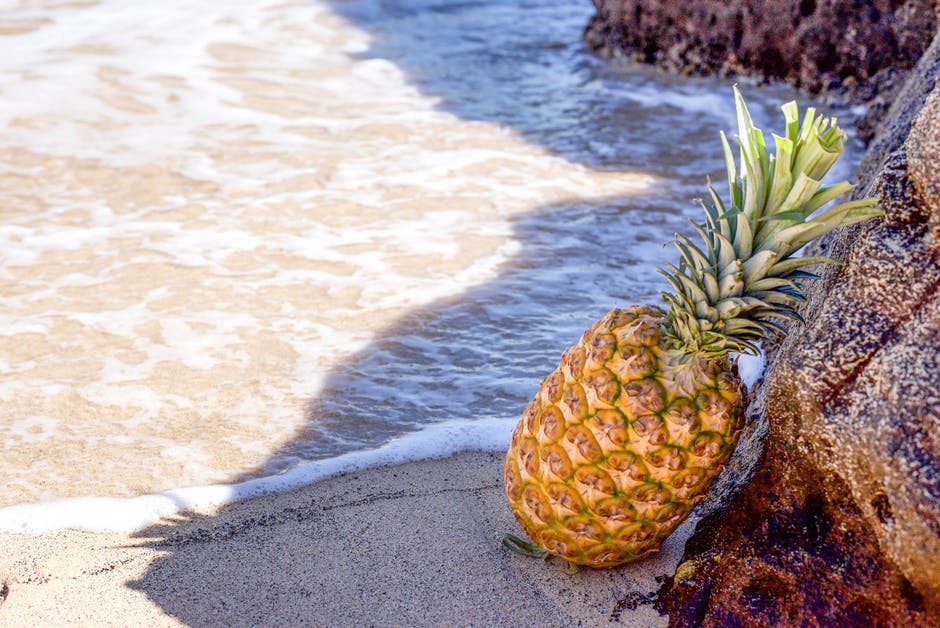 褐海岸滨海菠萝