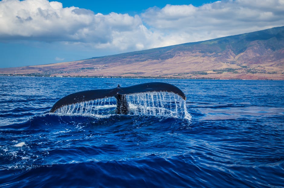 水体中鲸尾的摄影