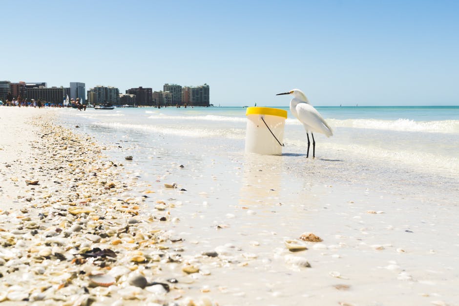 White Seagull在塑料容器旁的海滨