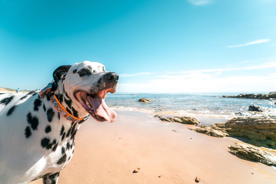 海岸线上的一条狗摄影