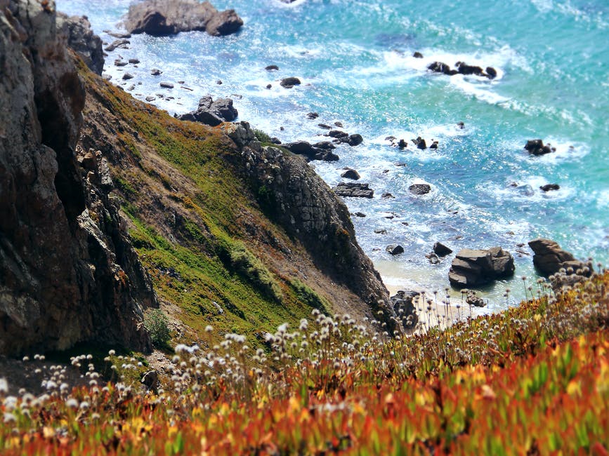 白天Orange近海悬崖上的黄-Petaled Flowers摄影