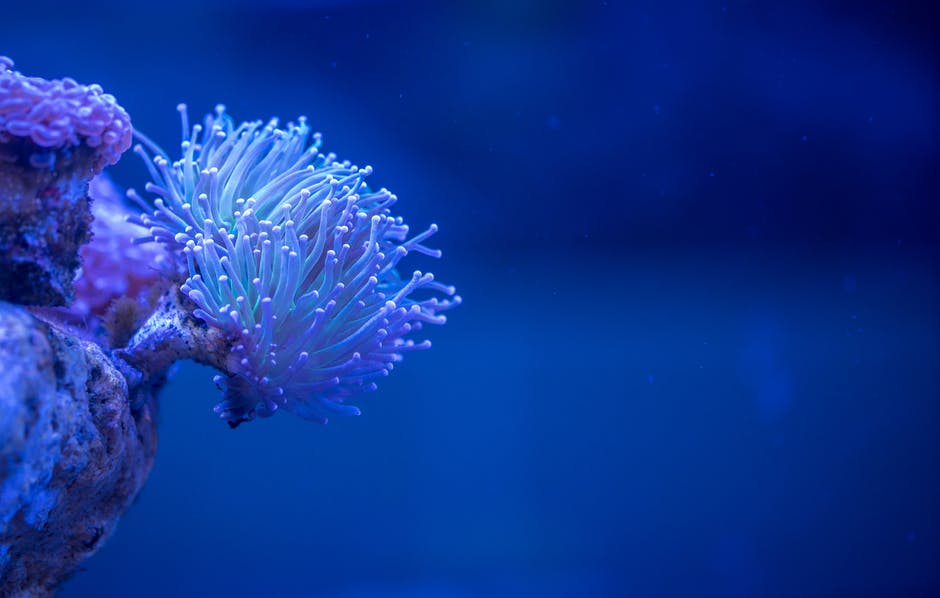 白珊瑚的宏观摄影