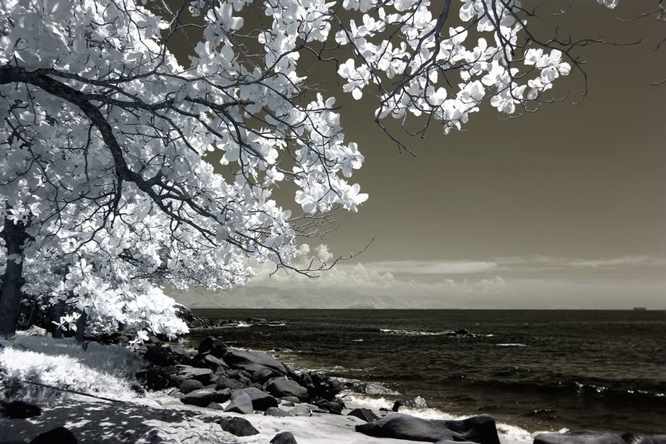 滨海白树