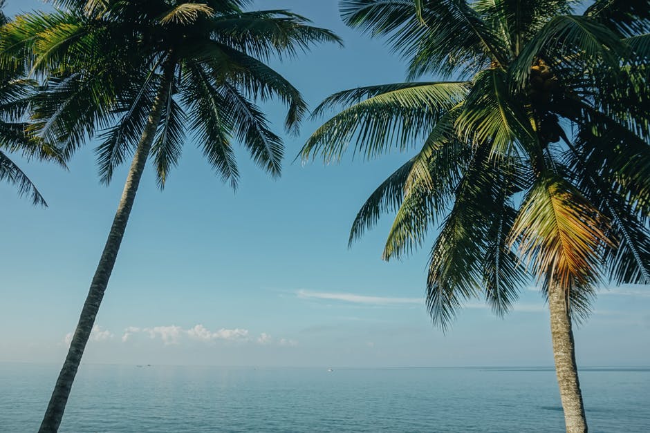海边的两棵椰子树
