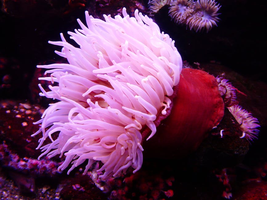 粉红色和红色海藻