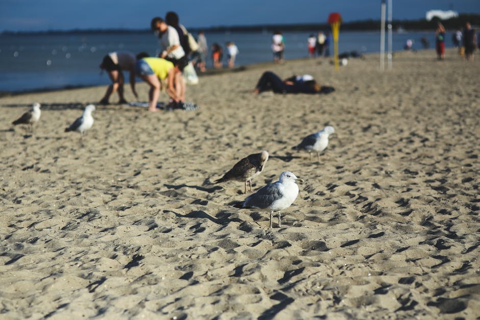 海滩上的海鸥