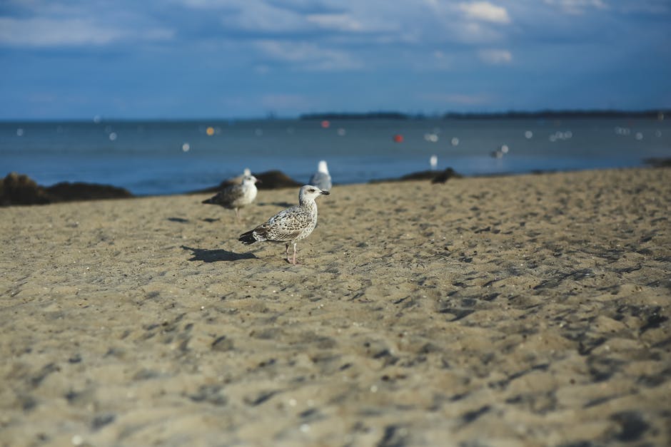 沙滩上的海鸥