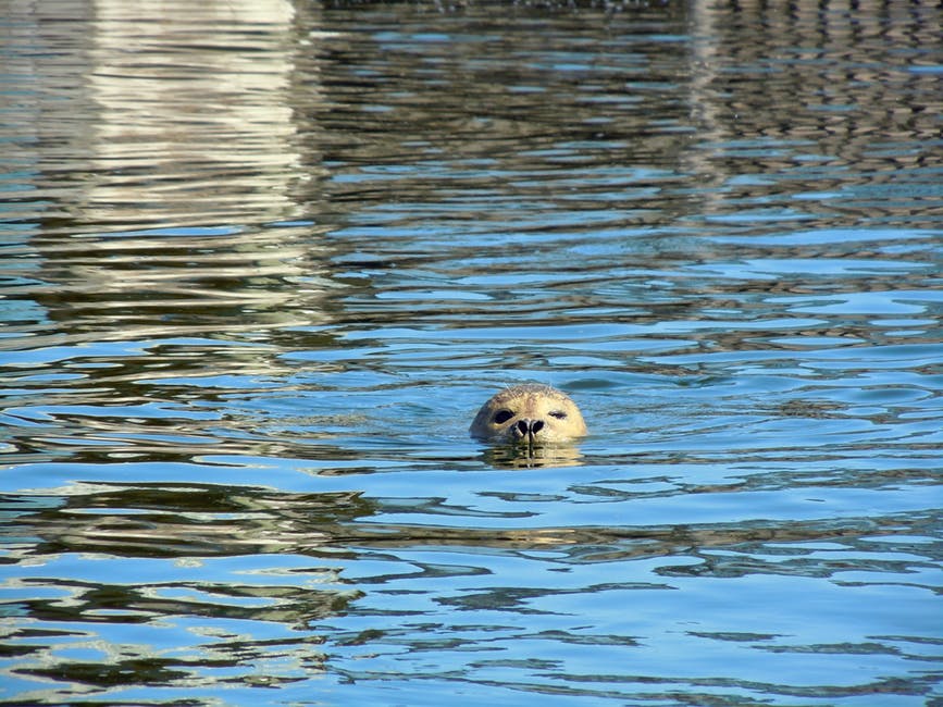 白天在水中游泳的金毛猎犬