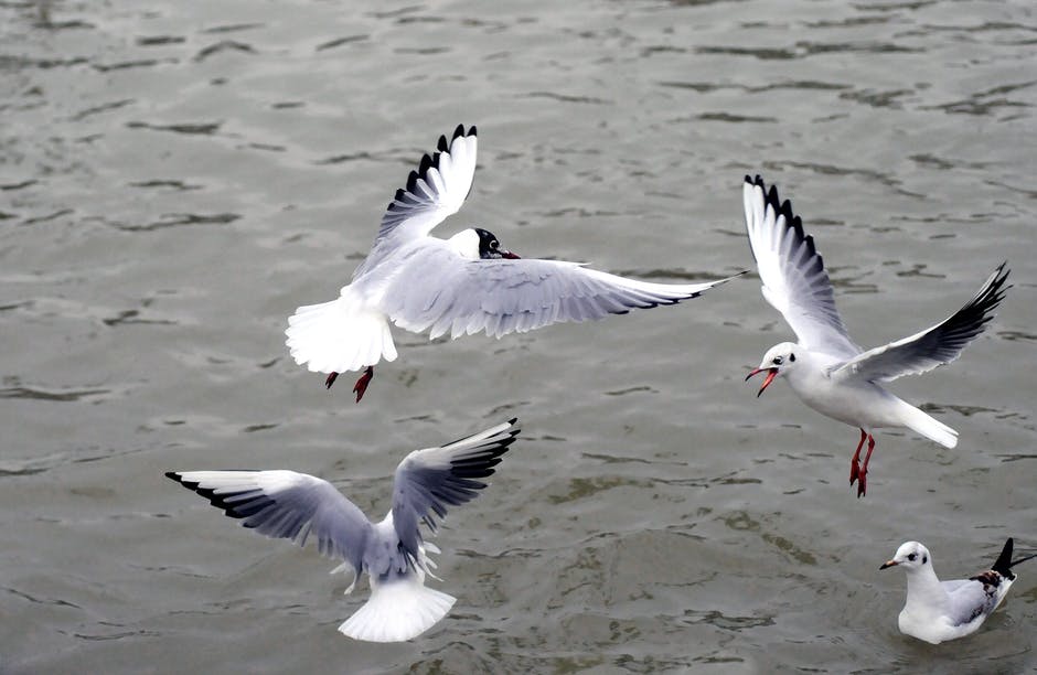动物-鸟类-海鸥高清照片