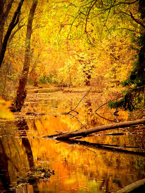 秋天-秋天-森林的高清照片